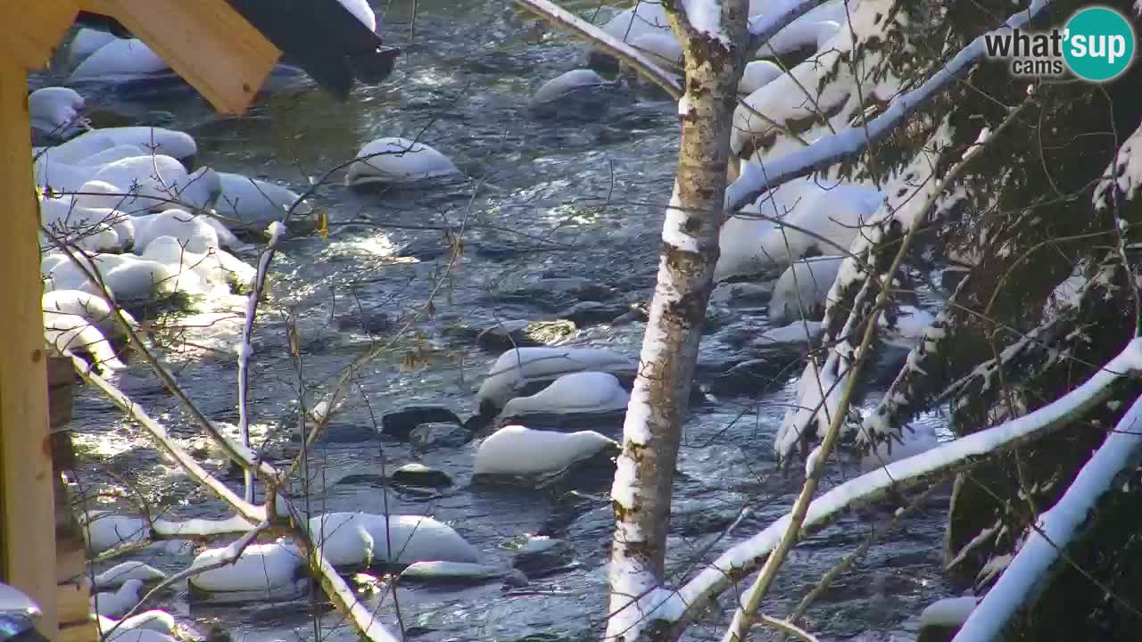 Webcam Lukanja – Water Village | Pohorje Houses