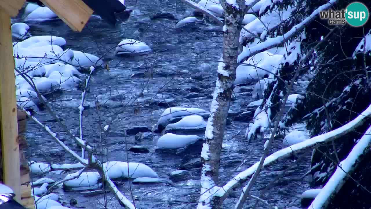 Webcam Lukanja – Water Village | Pohorje Houses