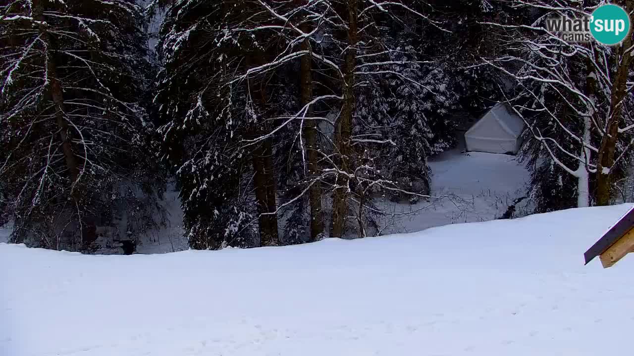 Webcam Lukanja – Water Village | Pohorje Houses