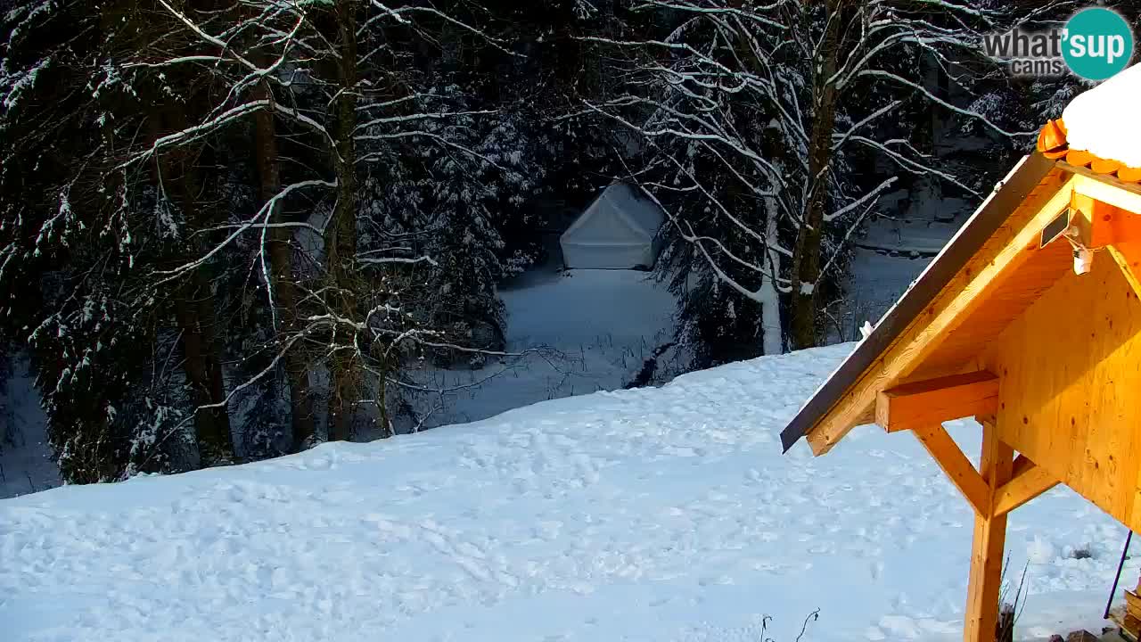 Webcam Lukanja – Water Village | Pohorje Houses