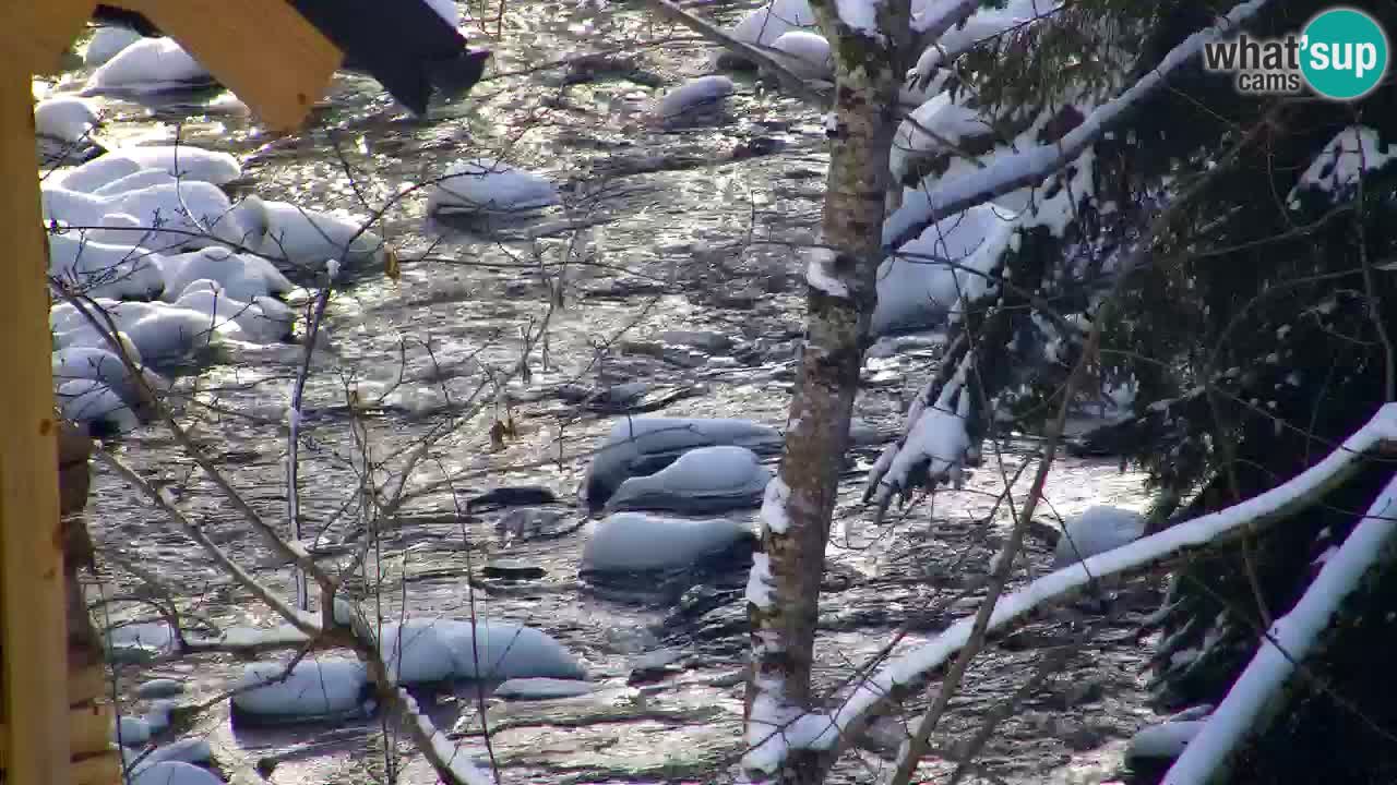 Webcam Lukanja – Water Village | Pohorje Houses