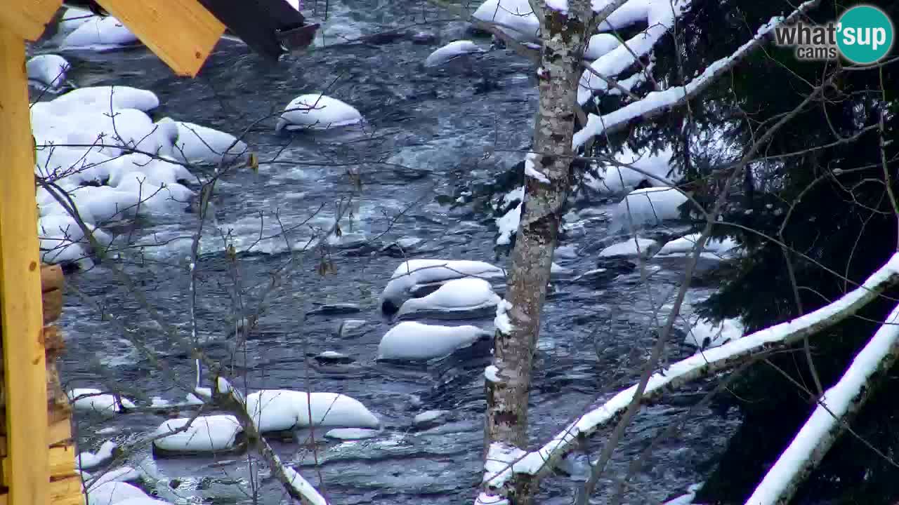 Webcam Lukanja – Pohorje houses a Water village