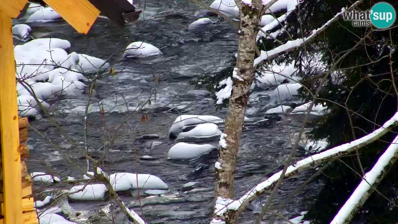 Webcam Lukanja – Water Village | Pohorje Houses