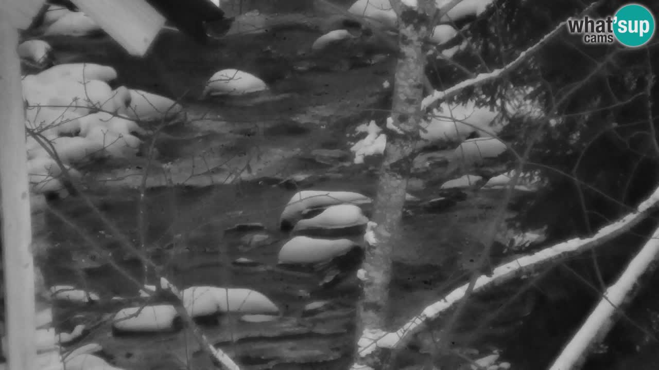 Webcam Lukanja – Pohorje houses a Water village