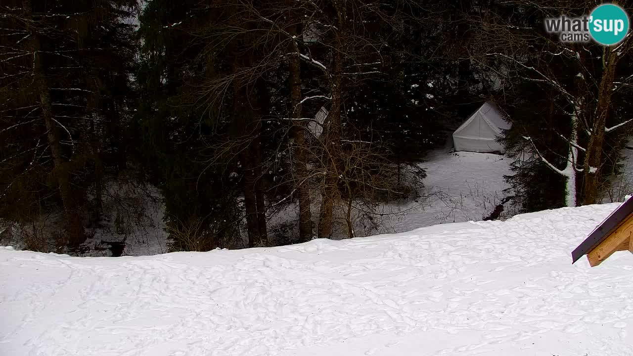 Web kamera Lukanja – Water Village | Pohorje Houses