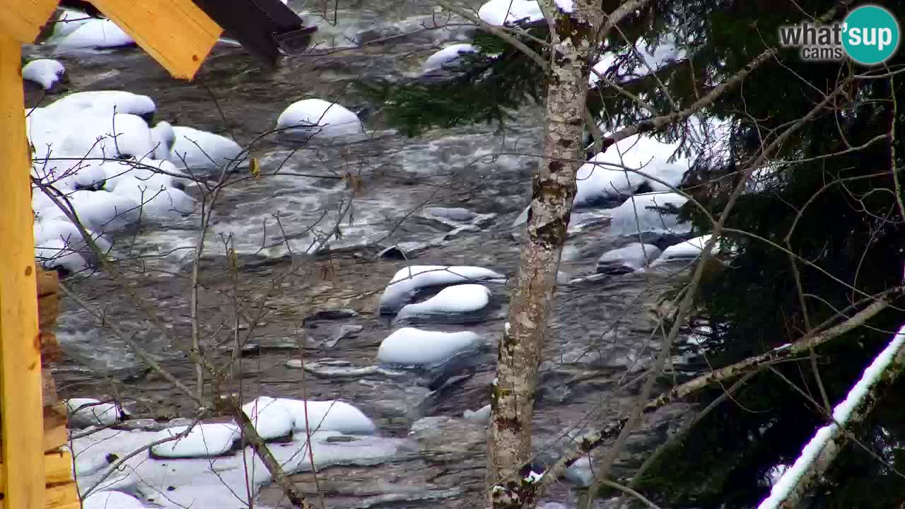 Webcam Lukanja – Water Village | Pohorje Houses