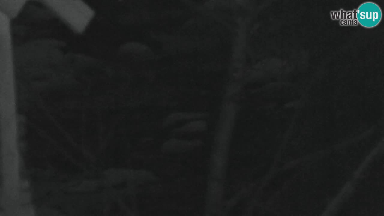 Spletna kamera Lukanja – Water Village | Pohorje Houses