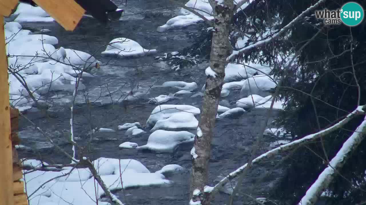 Webcam Lukanja – Water Village | Pohorje Houses
