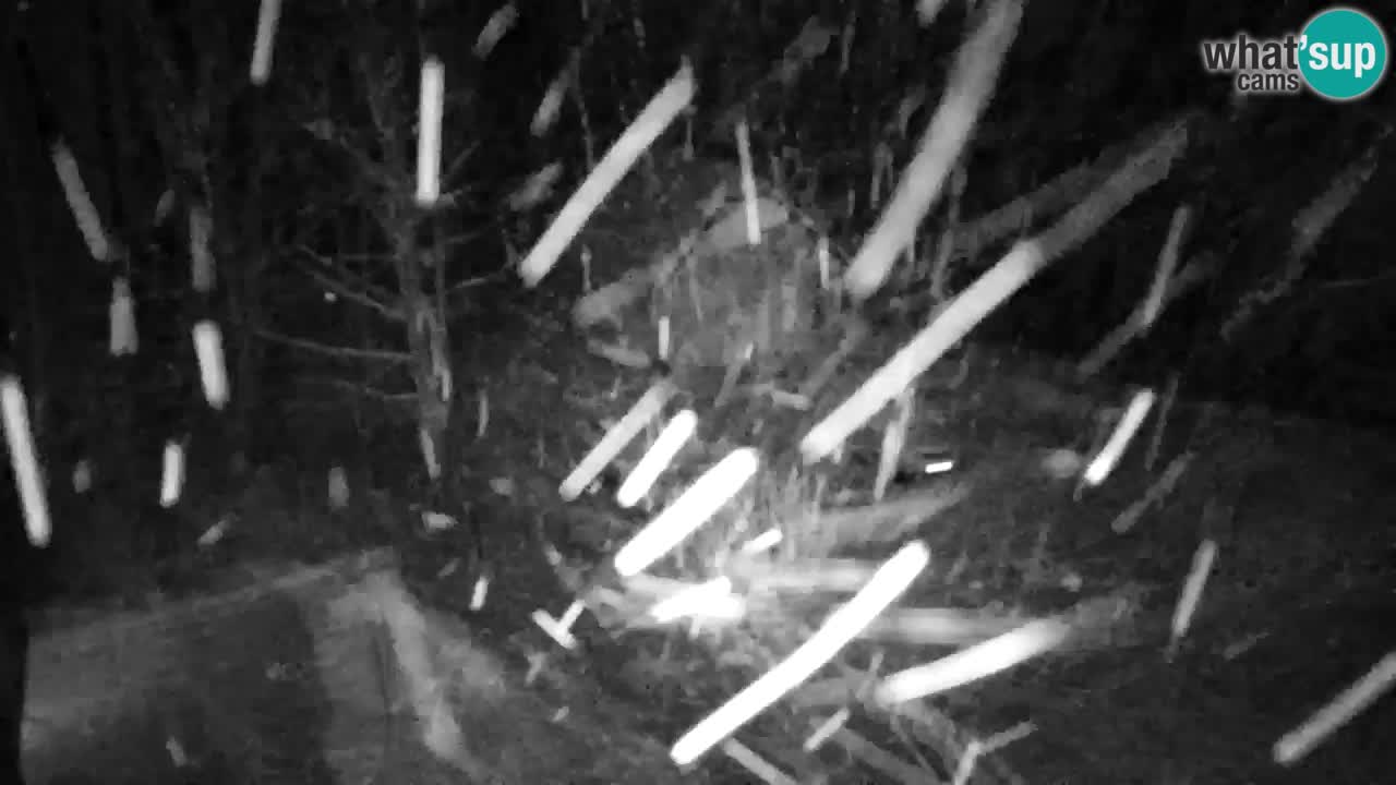 Spletna kamera Lukanja – Water Village | Pohorje Houses