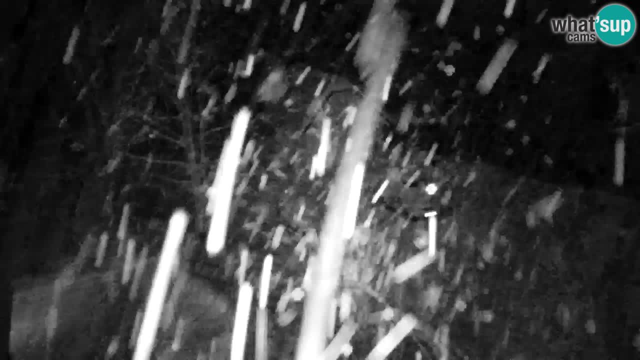 Web kamera Lukanja – Water Village | Pohorje Houses