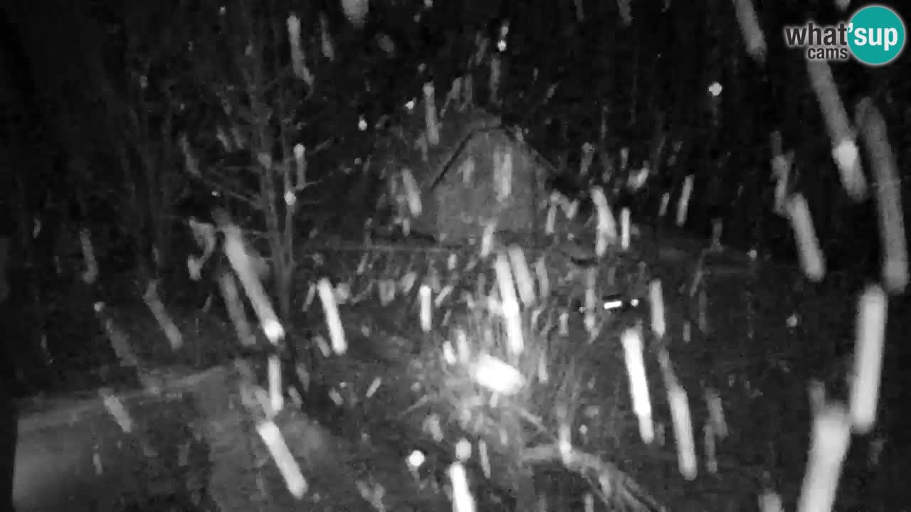 Spletna kamera Lukanja – Water Village | Pohorje Houses