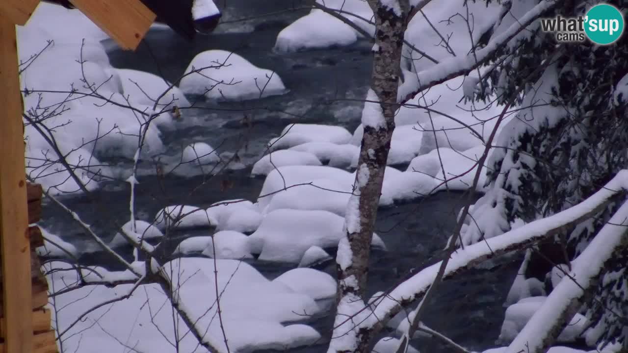 Webcam Lukanja – Water Village | Pohorje Houses