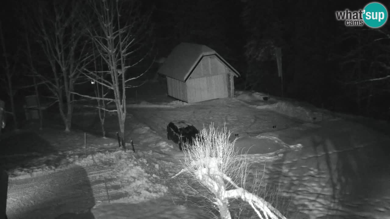 Web kamera Lukanja – Water Village | Pohorje Houses