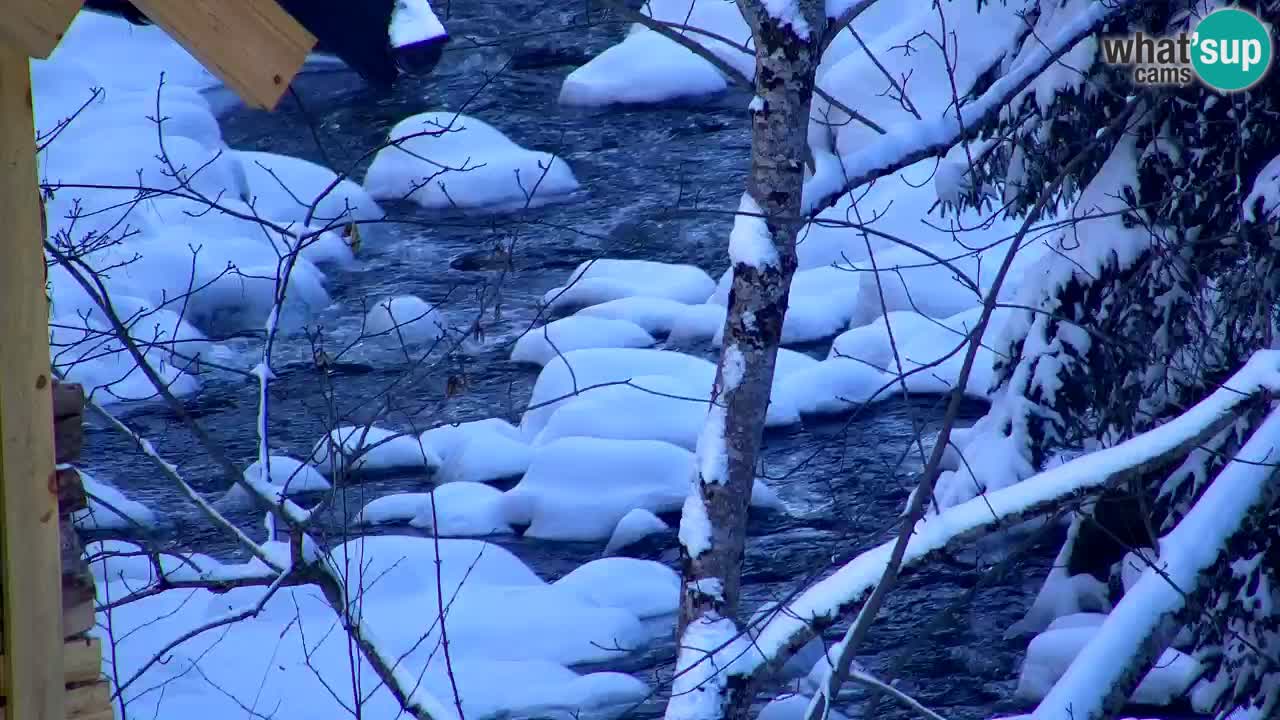 Spletna kamera Lukanja – Water Village | Pohorje Houses