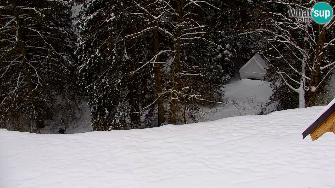 Webcam Lukanja – Water Village | Pohorje Houses