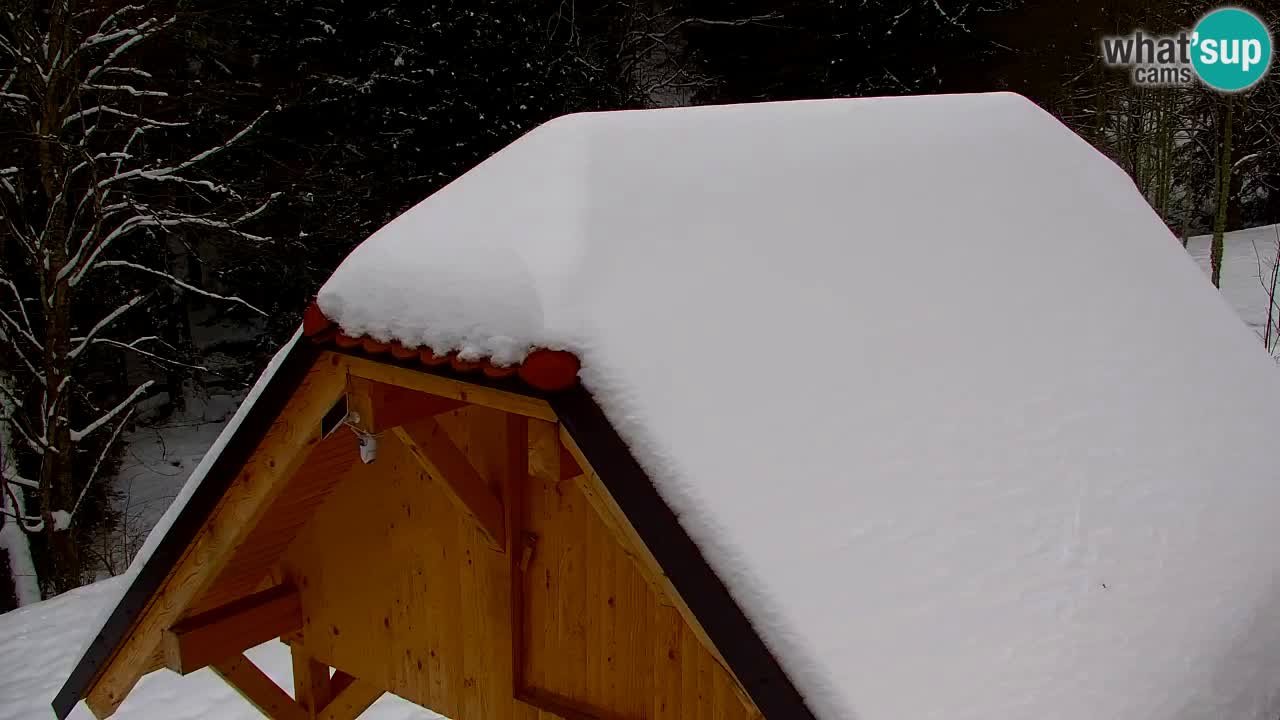 Webcam Lukanja – Water Village | Pohorje Houses