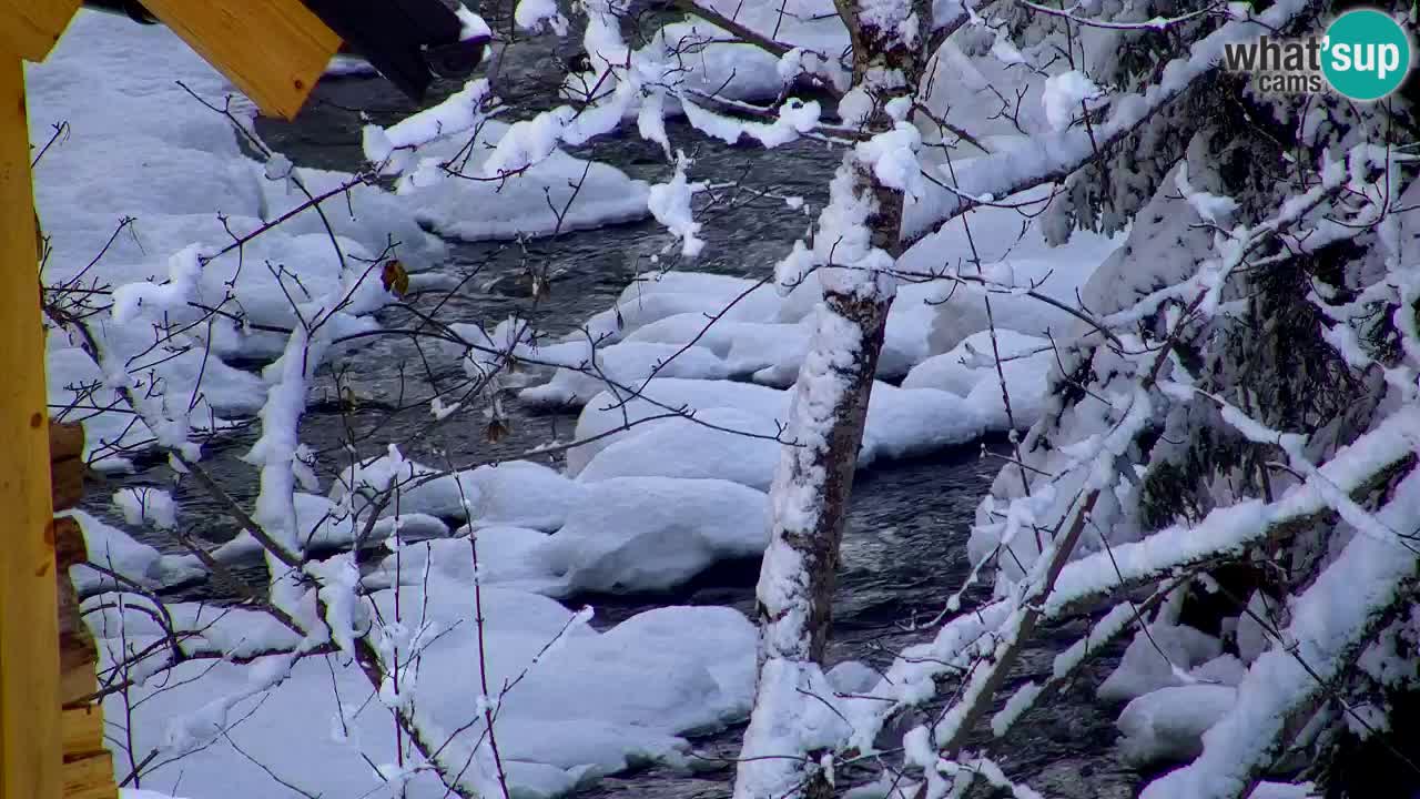 Webcam Lukanja – Water Village | Pohorje Houses