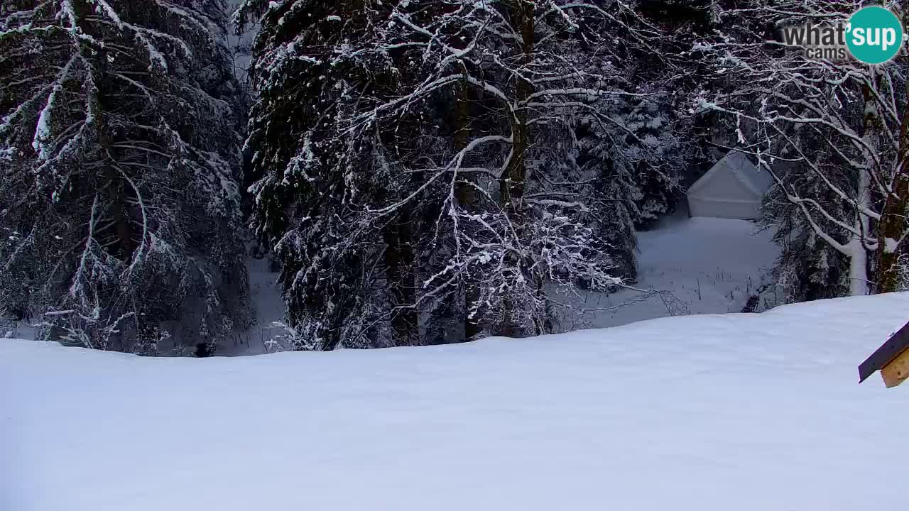 Webcam Lukanja – Pohorje houses a Water village