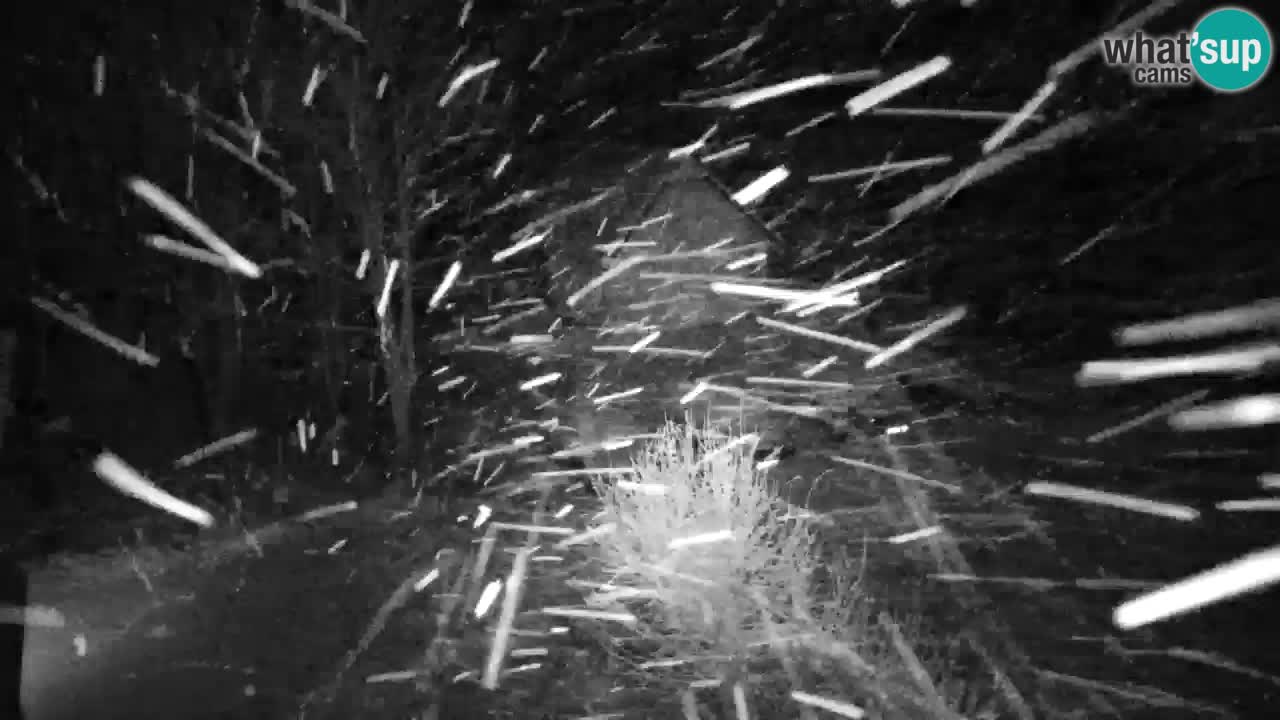 Spletna kamera Lukanja – Water Village | Pohorje Houses