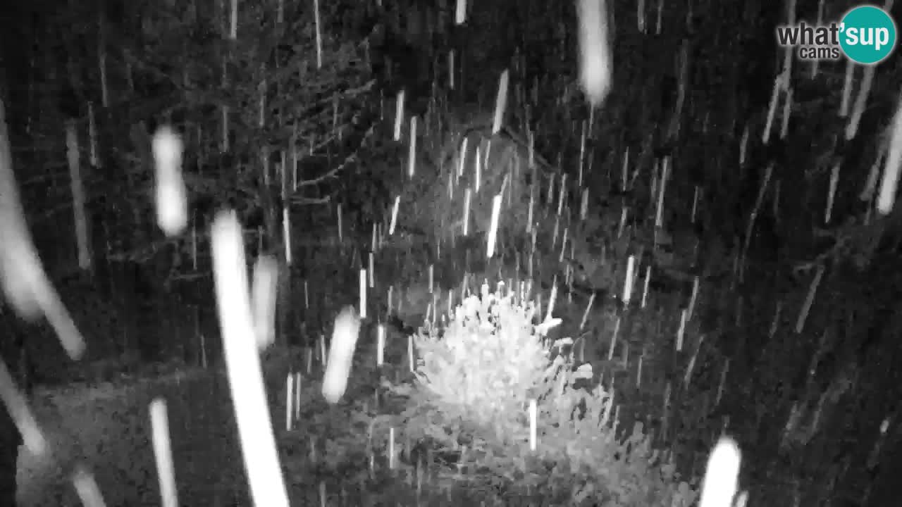 Webcam Lukanja – Water Village | Pohorje Houses