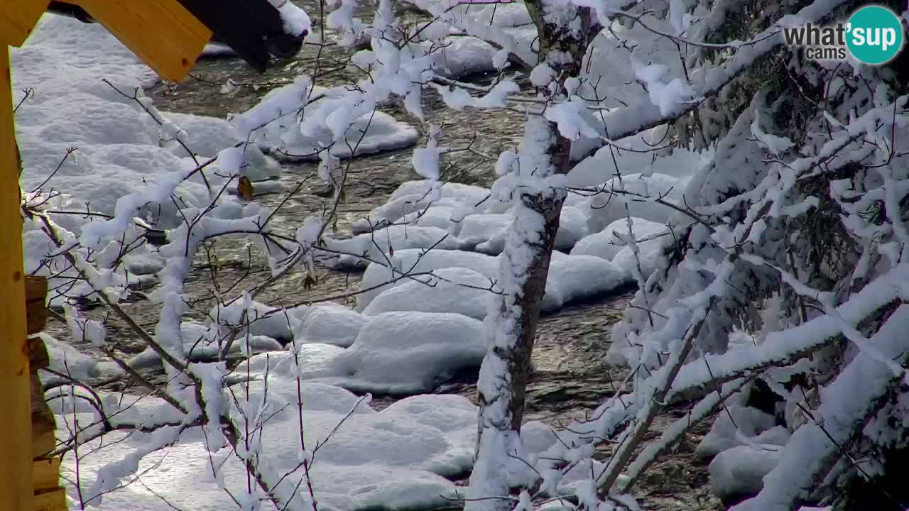 Webcam Lukanja – Water Village | Pohorje Houses