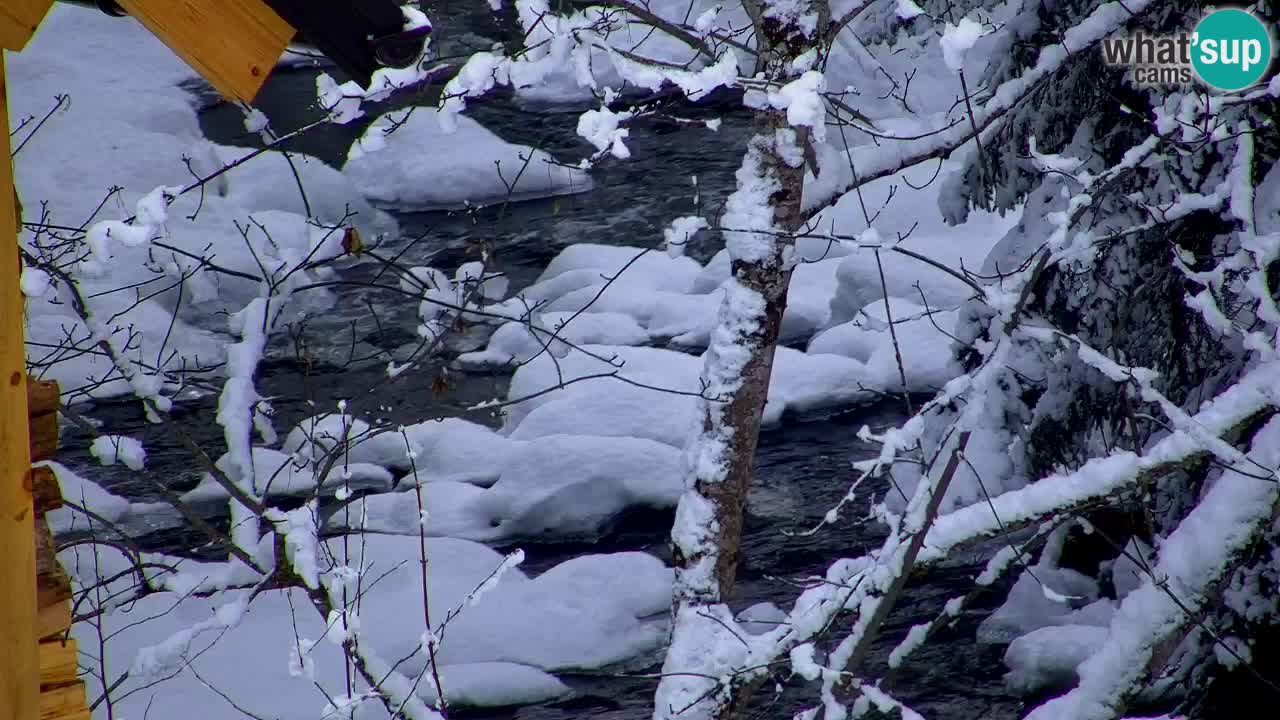 Webcam Lukanja – Pohorje houses a Water village