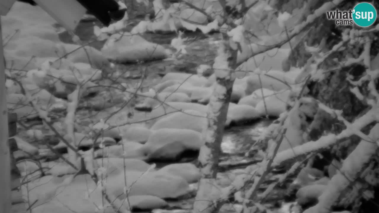 Webcam Lukanja – Pohorje houses a Water village