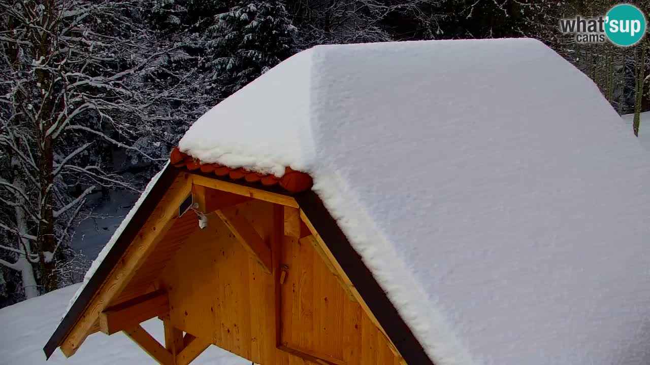 Webcam Lukanja – Water Village | Pohorje Houses