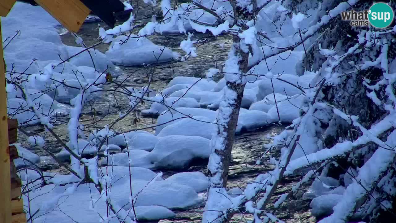 Webcam Lukanja – Water Village | Pohorje Houses