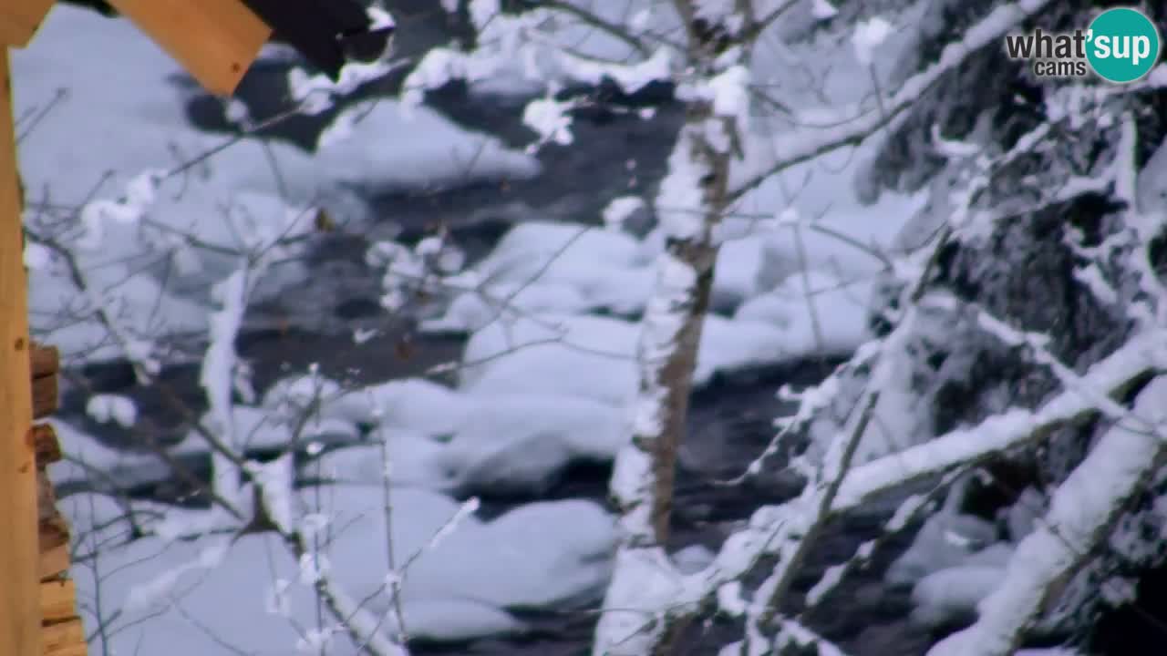 Webcam Lukanja – Pohorje houses a Water village