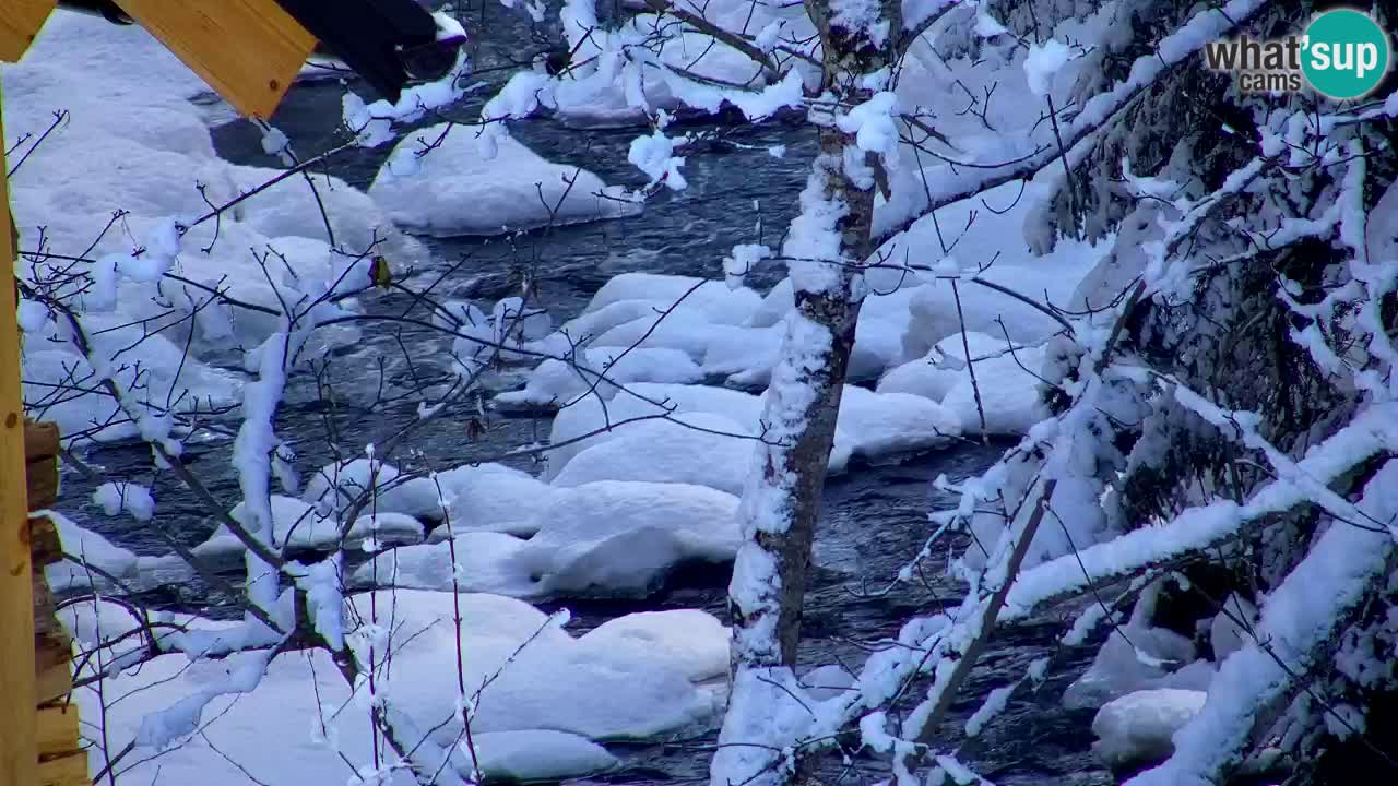 Webcam Lukanja – Water Village | Pohorje Houses