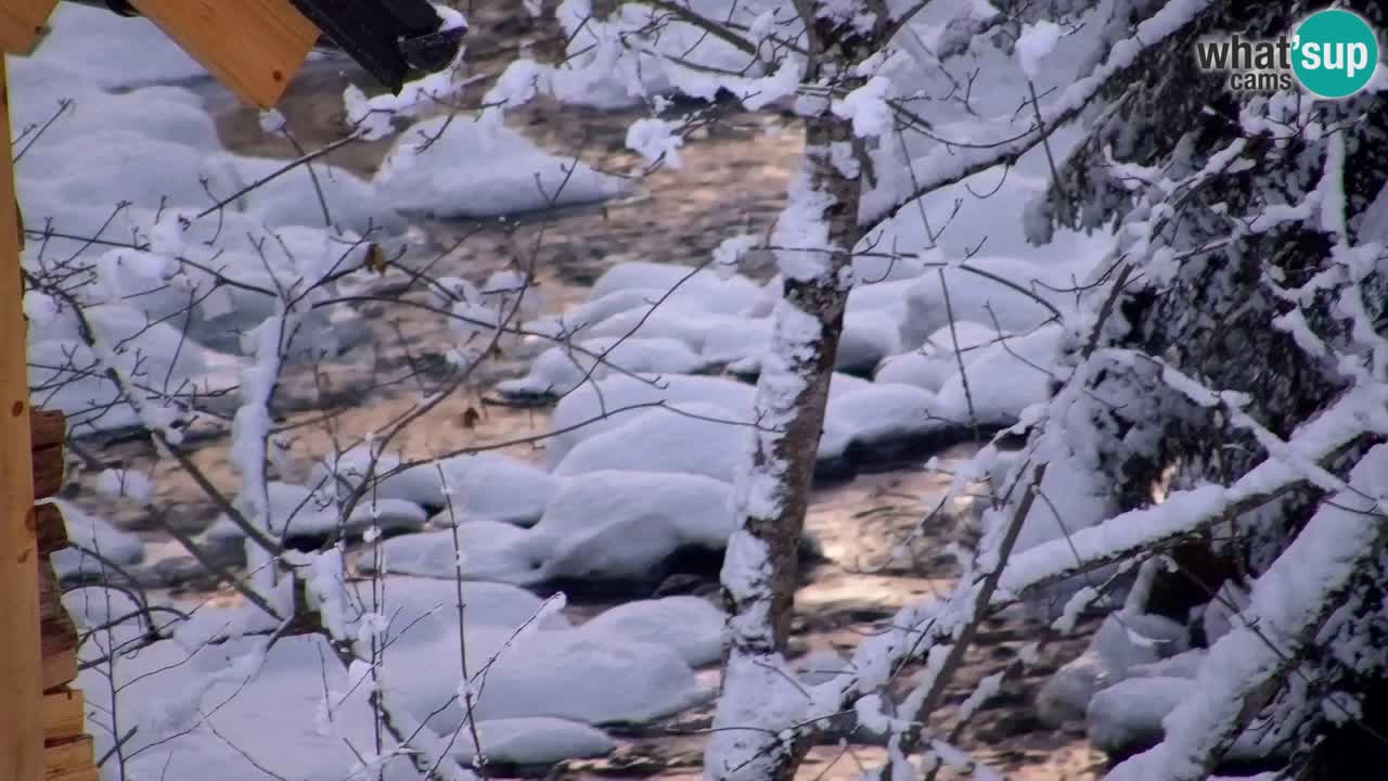 Webcam Lukanja – Water Village | Pohorje Houses
