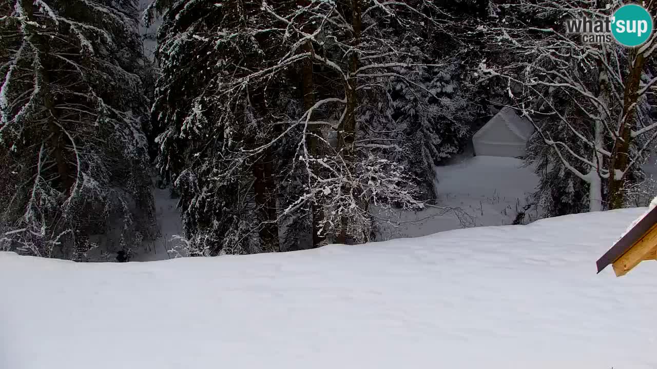 Webcam Lukanja – Water Village | Pohorje Houses