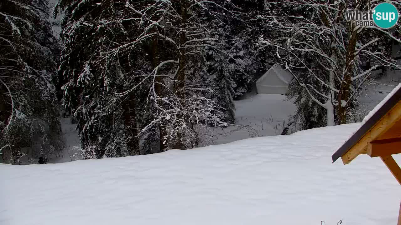 Webcam Lukanja – Pohorje houses a Water village