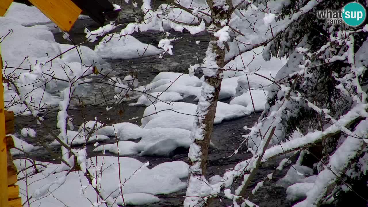 Webcam Lukanja – Water Village | Pohorje Houses