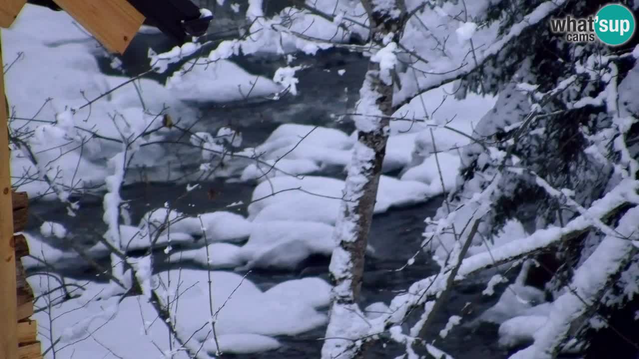 Spletna kamera Lukanja – Water Village | Pohorje Houses