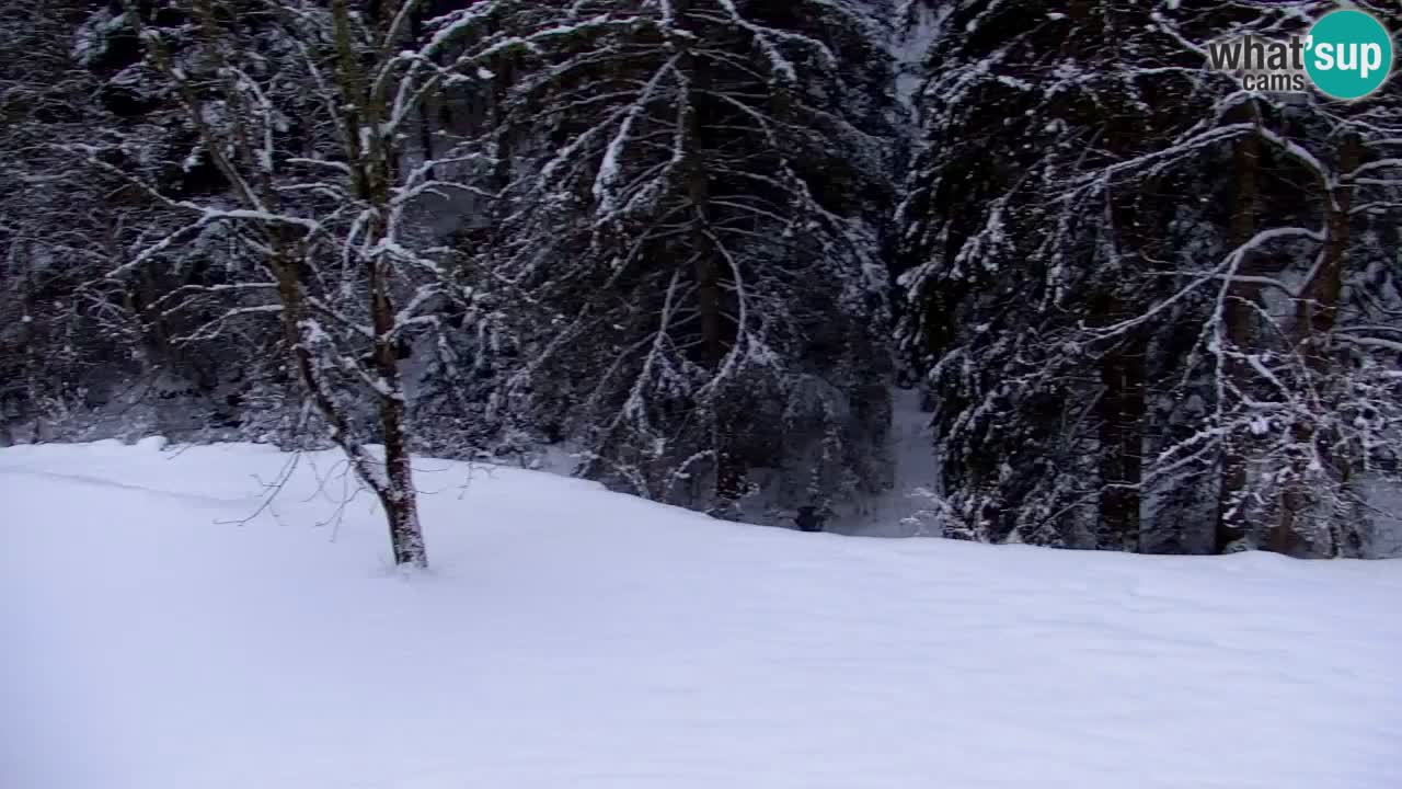 Web kamera Lukanja – Water Village | Pohorje Houses