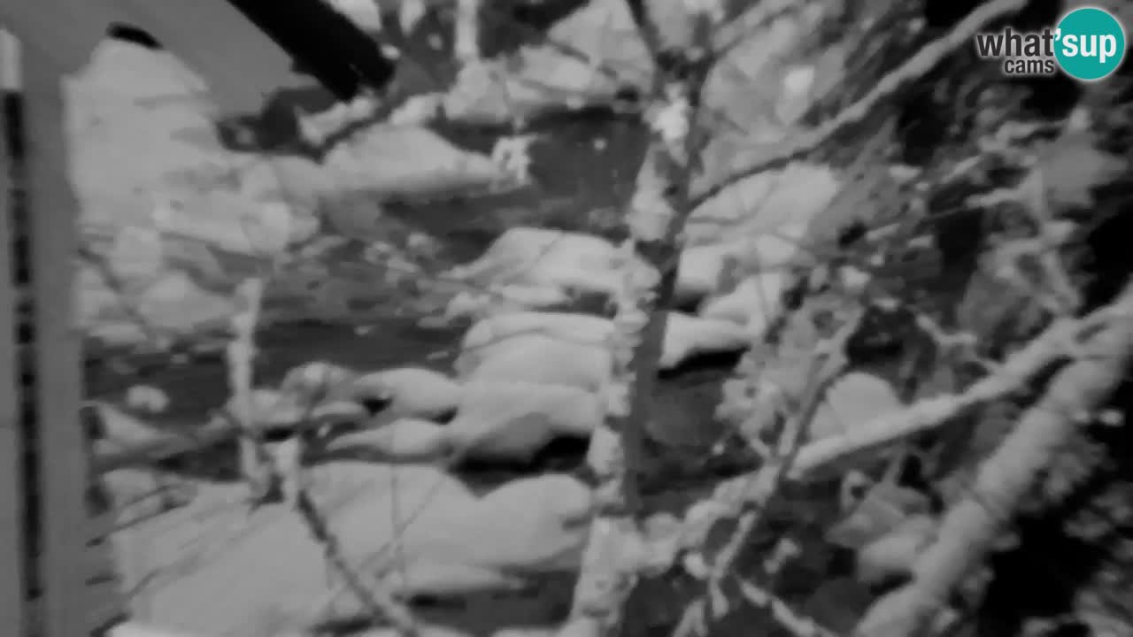 Webcam Lukanja – Pohorje houses a Water village