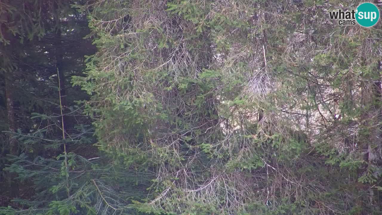 Webcam Lukanja – Water Village | Pohorje Houses