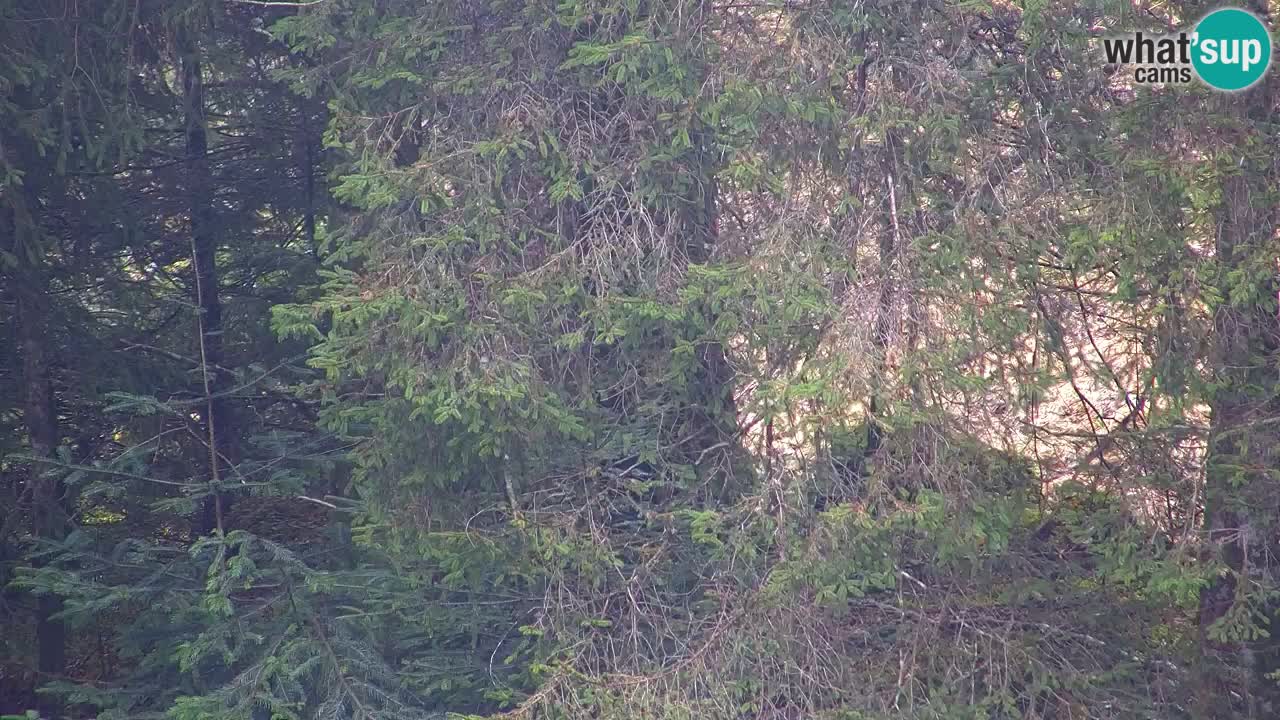 Web kamera Lukanja – Water Village | Pohorje Houses