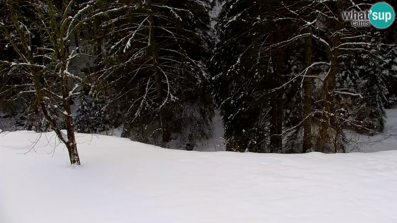 Web kamera Lukanja – Water Village | Pohorje Houses