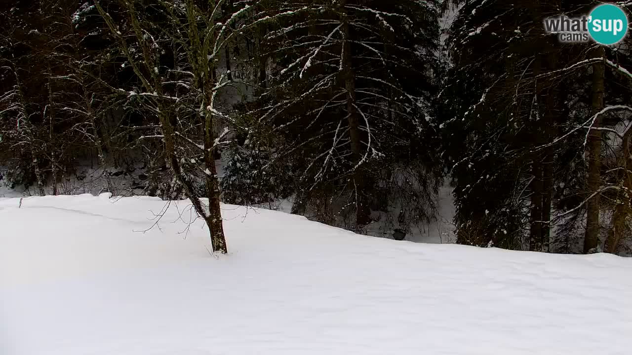 Web kamera Lukanja – Water Village | Pohorje Houses