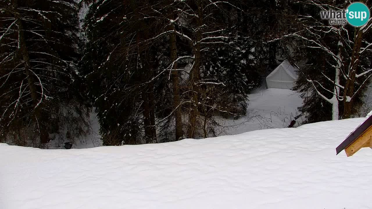 Spletna kamera Lukanja – Water Village | Pohorje Houses