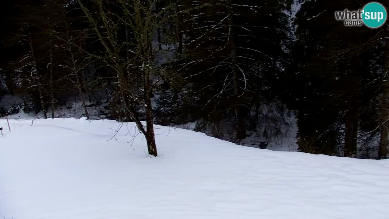 Webcam Lukanja – Pohorje houses a Water village