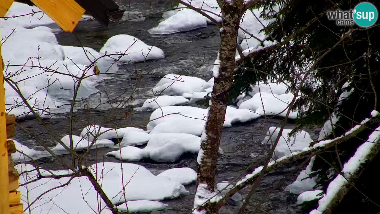 Spletna kamera Lukanja – Water Village | Pohorje Houses