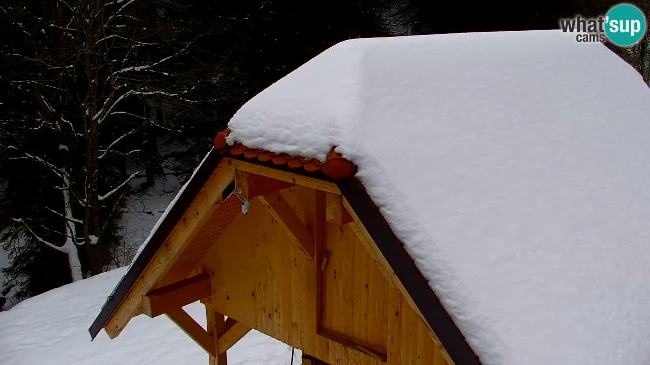 Web kamera Lukanja – Water Village | Pohorje Houses