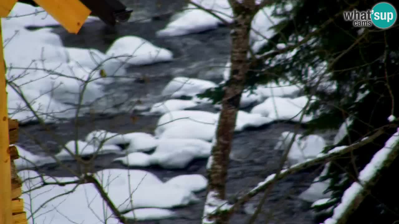 Web kamera Lukanja – Water Village | Pohorje Houses