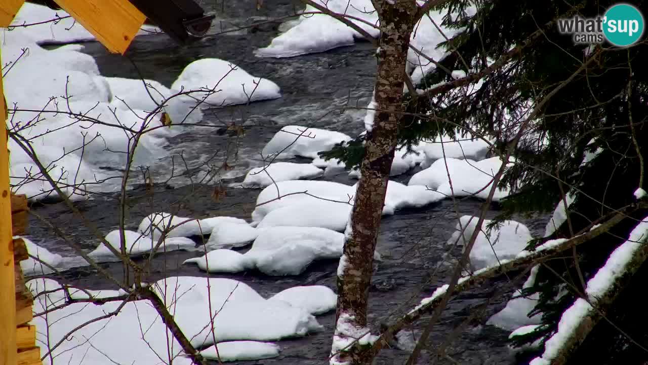 Webcam Lukanja – Water Village | Pohorje Houses