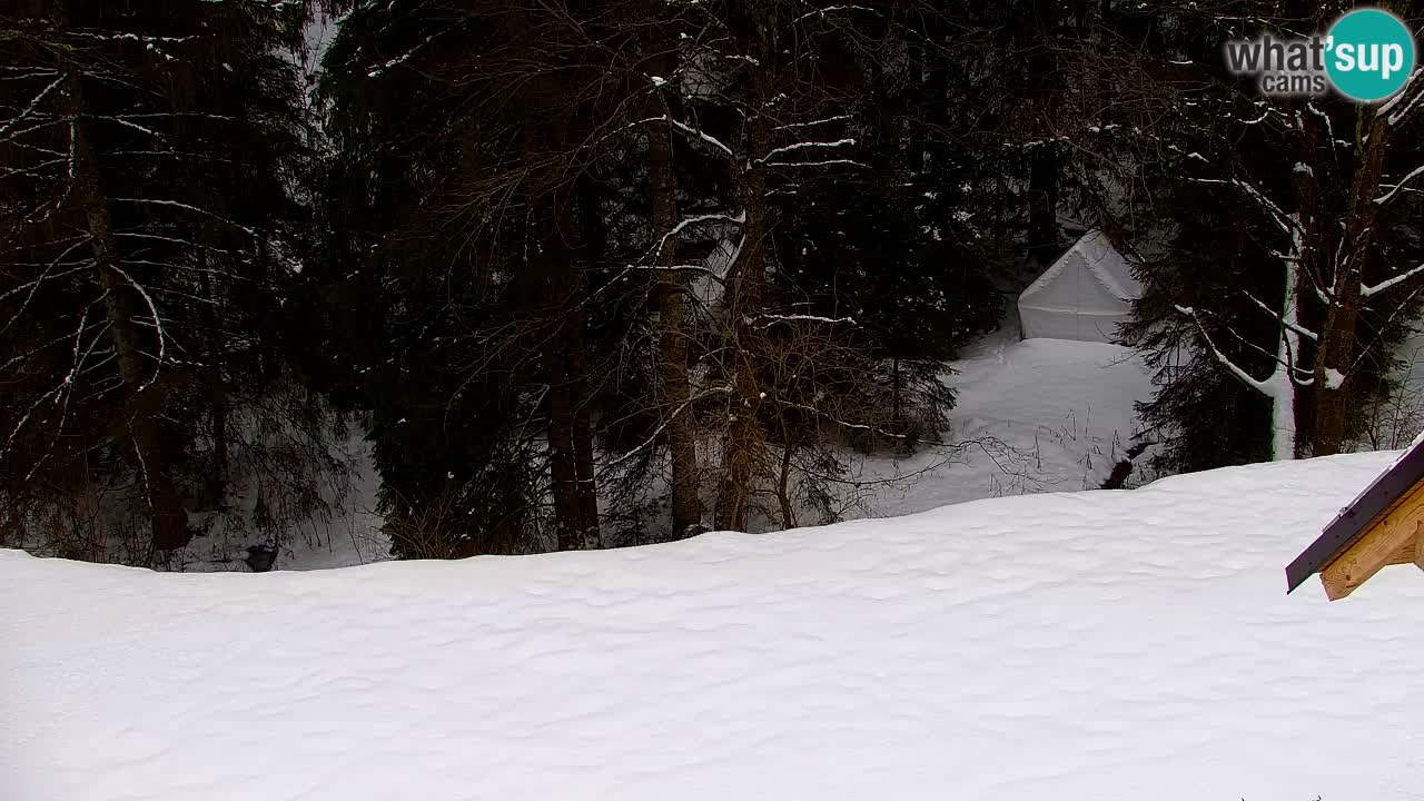 Web kamera Lukanja – Water Village | Pohorje Houses