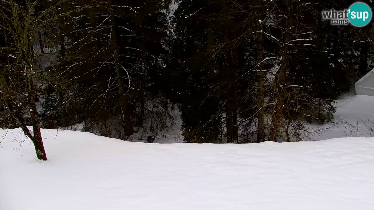 Webcam Lukanja – Pohorje houses a Water village